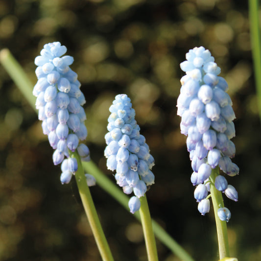 Drei Büschel von Weijers Muscari arm. Die Armenische Traubenhyazinthe 'Esther' zeigt leuchtend blaue Blüten auf grünen Stielen, die aufrecht vor einem verschwommenen dunkelgrünen Hintergrund stehen.