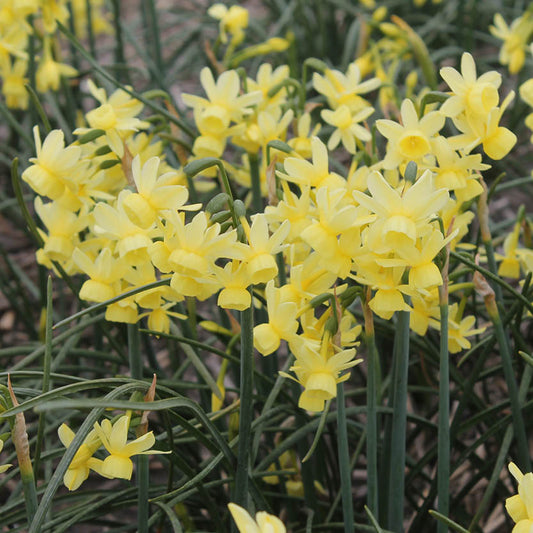 Narcissus 'Angel's Whisper' Engelstränen-Narzisse von Weijers zeichnet sich durch zarte, zitronengelbe Blüten und schlanke, grüne Stiele aus, die in Büscheln blühen und einen bezaubernden Anblick im Garten bieten.