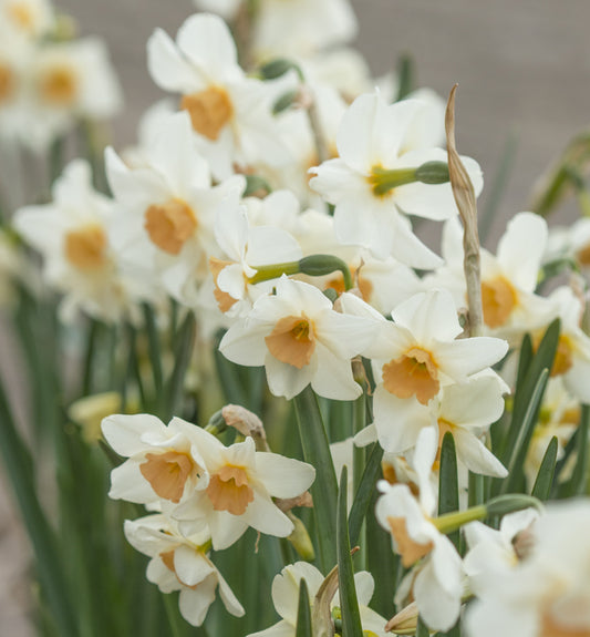 Eine Gruppe von Weijers Narcissus 'Doll Baby' Jonquilla-Narzisse mit weißen Blütenblättern und blassorangefarbenen Zentren mit grünen Stielen vor einem verschwommenen neutralen Hintergrund.