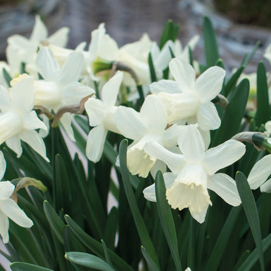 Eine Traube hellgelber Narcissus 'Ice Baby' Trompeten-Narzisse von Weijers mit langen grünen Blättern blüht im Freien bei natürlichem Licht - ideal zum Verwildern in Ihrem Garten.