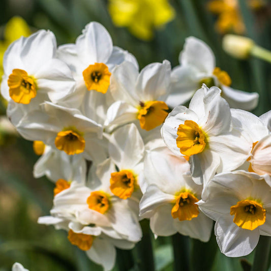 Weijers Narcissus 'Geranium' Tazetten-Narzisse blüht im April in einer Traube mit weißen Blütenblättern mit leuchtend gelber Mitte vor einem zart verschwommenen grün-gelben Hintergrund.