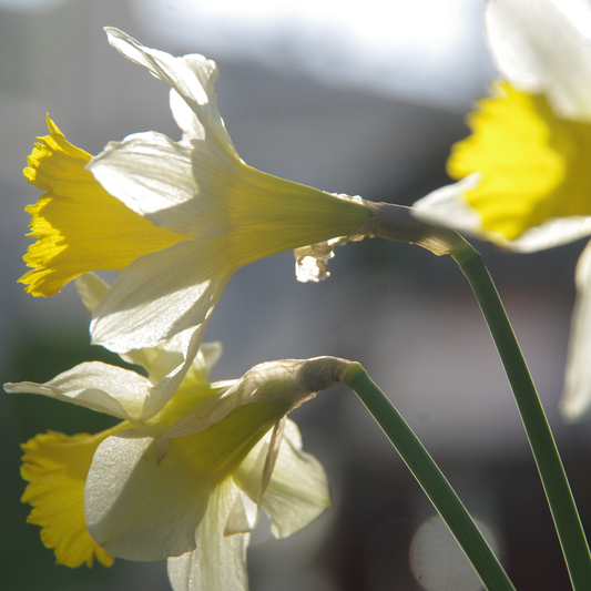 Nahaufnahme von zwei Weijers Narcissus pseud. 'lobularis' Wilde Narzisse, die im Februar und März blühen. Das Sonnenlicht hebt die zarten gelben und weißen Blütenblätter und die leuchtenden Zentren vor einem sanft verschwommenen Hintergrund hervor.