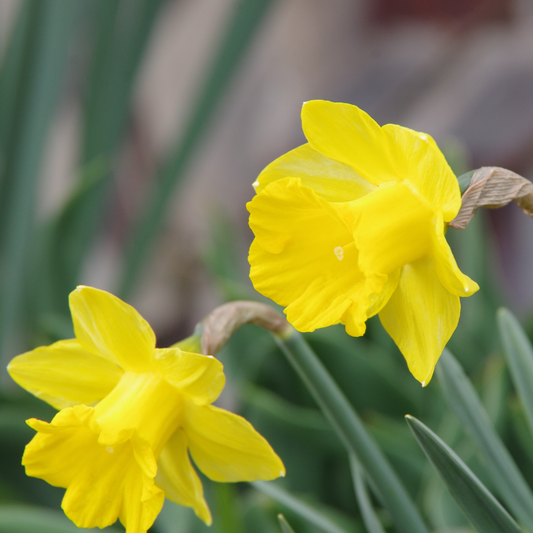 Zwei leuchtende Blüten der Weijers Narcissus pseudonarcissus Gelbe Narzisse mit grünen Stielen und Blättern sind klassische Frühlingsblumen, die dem Garten früh Farbe verleihen.