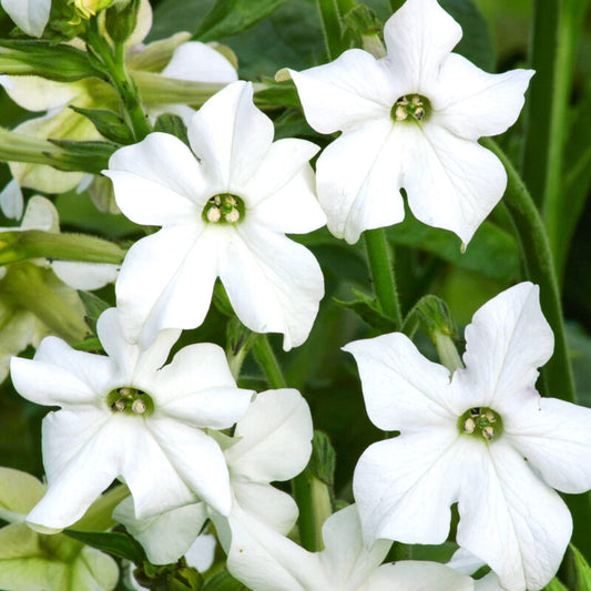 Jora Dahl - Nicotiana alata ‘Grandiflora’ (Ziertabak) begeistert mit weißen, sternförmigen Blüten und grünen Blättern – ideal für alle, die Samen säen und elegante weiße Blüten im Garten genießen möchten.