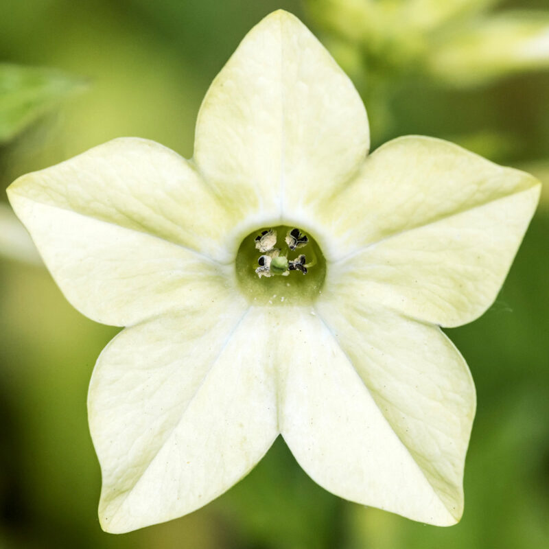 Nahaufnahme von Jora Dahl – Nicotiana alata „Lime Green“ (Ziertabak), eine hellgelbe, sternförmige Blume mit sechs spitzen Blütenblättern und grüner Mitte – eine auffällige Wahl von Jora Dahl für Schnittblumenarrangements.