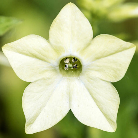 Nahaufnahme von Jora Dahl – Nicotiana alata „Lime Green“ (Ziertabak), eine hellgelbe, sternförmige Blume mit sechs spitzen Blütenblättern und grüner Mitte – eine auffällige Wahl von Jora Dahl für Schnittblumenarrangements.