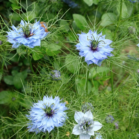 Jora Dahl | Nigella damascena 'Miss Jekyll' (Jungfer im Grünen) bezaubert mit sternförmigen blauen Blüten, federleichtem grünem Laub und einer stacheligen Mitte - eine elegante Schnittblume von Jora Dahl, die jeden Garten bereichert.