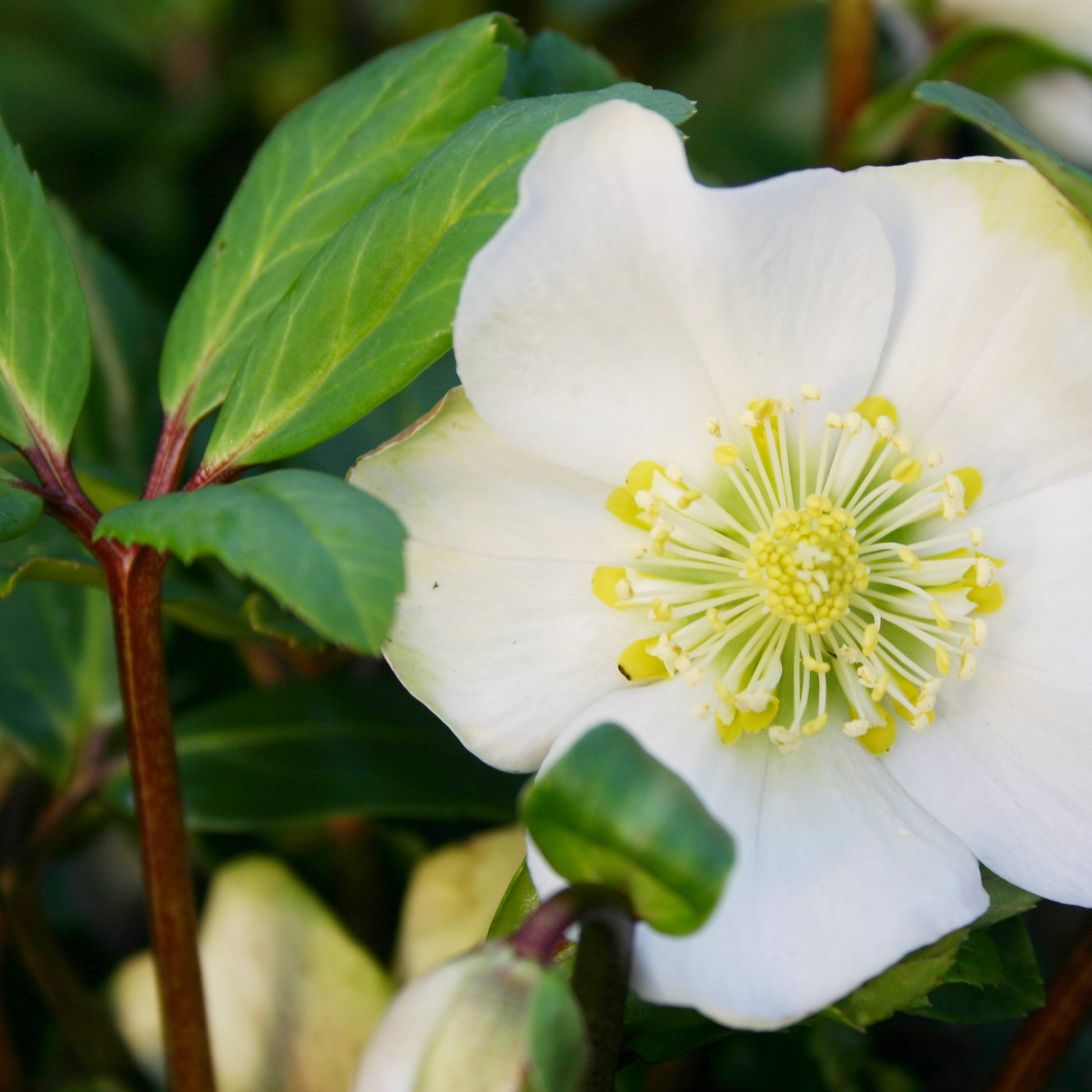 Ein Geschenkgutschein für Onlineshop von Königliche Gartenakademie, inspiriert von der Schönheit weißer Nieswurzblüten mit gelben Staubgefäßen und saftig grünen Blättern.