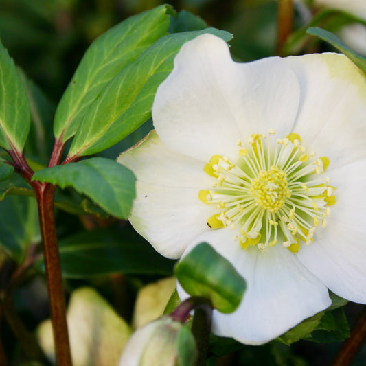 Ein Geschenkgutschein für Onlineshop von Königliche Gartenakademie, inspiriert von der Schönheit weißer Nieswurzblüten mit gelben Staubgefäßen und saftig grünen Blättern.