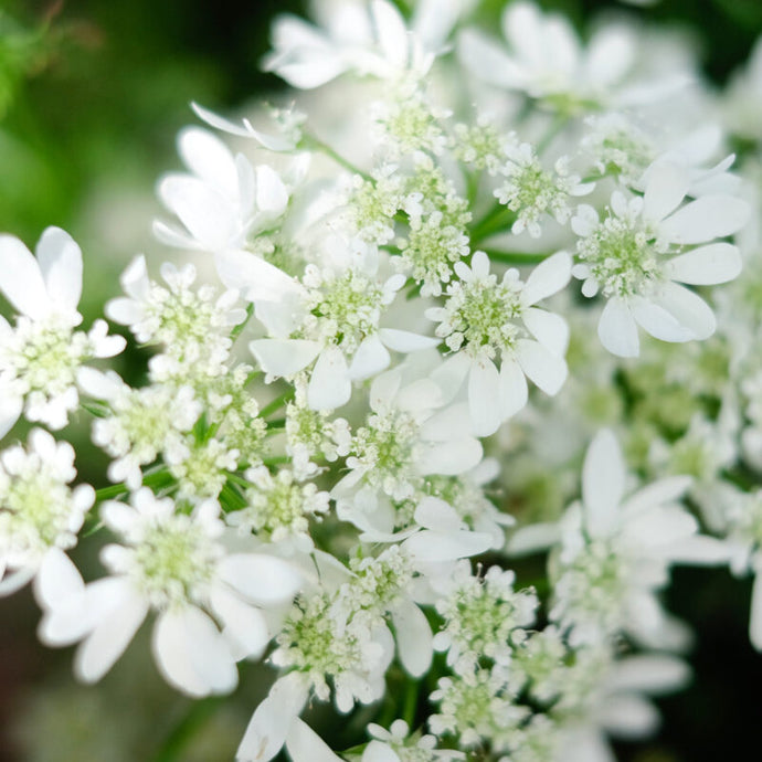 Jora Dahl - Orlaya grandiflora ‘White Lace’ (Strahldolde)