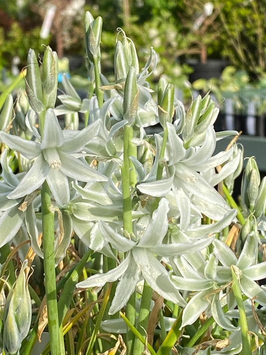 Eine Traube von Ornithogalum nutans Nickender Milchstern von Weijers mit sternförmigen, weiß-grün gestreiften Blüten und grünen Stielen steht im Sonnenlicht, umgeben von unscharfem Laub und Topfpflanzen. Blütezeit: März-April.