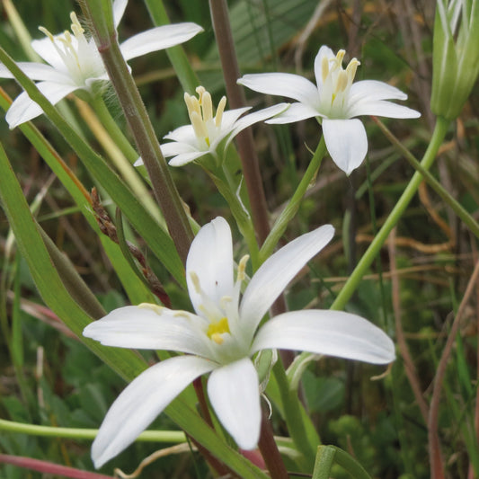Nahaufnahme von Ornithogalum umbellatum Dolden-Milchstern von Weijers, die mehrere weiße, sternförmige, sechsblättrige Blüten zwischen grünem Gras und schlanken Blättern in einer natürlichen Umgebung zwischen März und April zeigt.