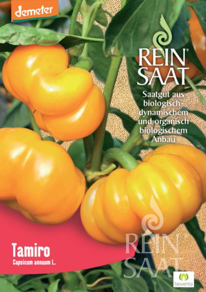 Nahaufnahme der leuchtend orangefarbenen, gerippten Freilandpaprika, die an einer Pflanze mit grünen Blättern wächst. Die ReinSaat-Verpackung zeigt einen deutschen Text und ein Branding für Bio-Saatgut, das die frühreife Paprika 'Tamiro' (Capsicum annuum L.) zeigt.