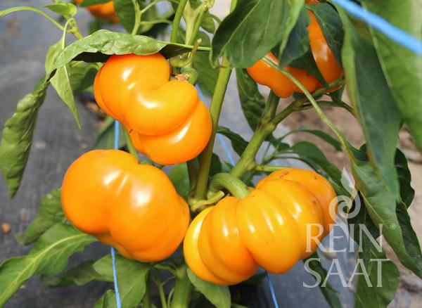 Leuchtend orangefarbene, gerippte ReinSaat - Paprika 'Tamiro' von Reinsaat an einer grünen Pflanze mit üppigen Blättern. Die prallen, glänzenden Paprikaschoten sind auf dem Foto mit dem REIN SAAT-Wasserzeichen in der unteren rechten Ecke zu sehen.