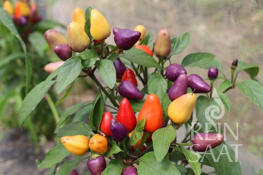 Eine Reinsaat-Chilipflanze „Aurora“ (Capsicum annuum) mit Büscheln kleiner, kegelförmiger Schoten in Gelb, Rot, Orange und Lila zwischen grünen Blättern. Das Reinsaat-Logo ist auf dem Bild zu sehen.