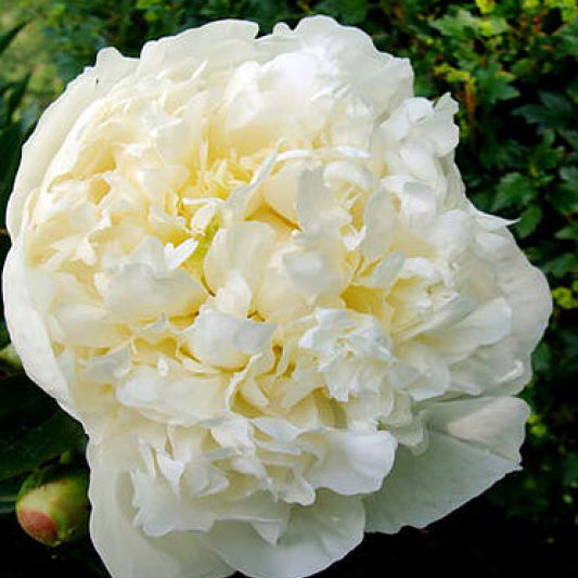 Paeonia 'Duchesse de Nemours'