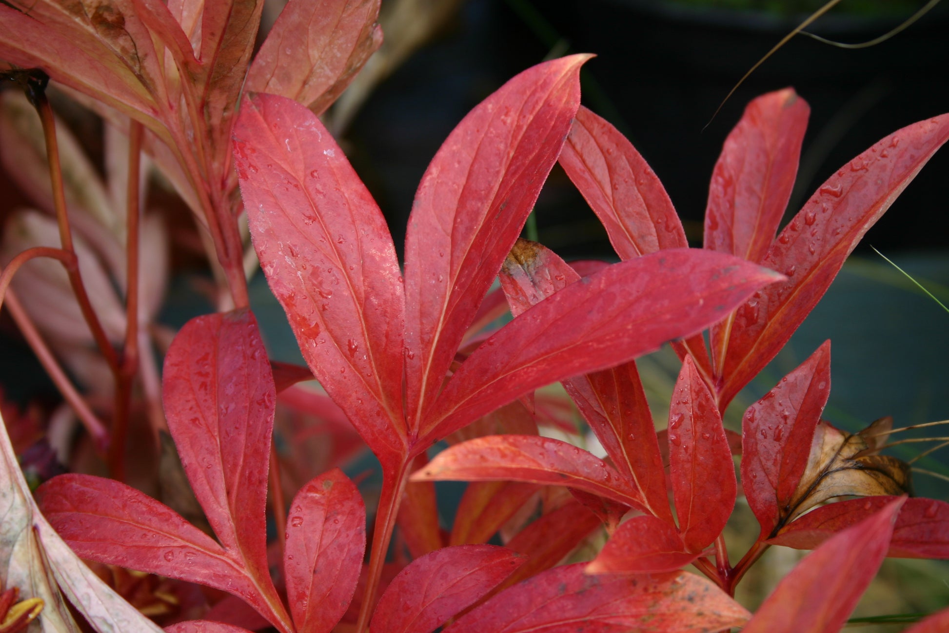 Nahaufnahme von leuchtend roten Blättern mit Wassertropfen vor einem unscharfen Hintergrund, der ihre Farbe und Textur hervorhebt - die perfekte Inspiration für Sa. 21.02.2026 | 10-13 Uhr: HALBTAGESKURS Top 100 bei Dr. Isabelle Van Groeningen.