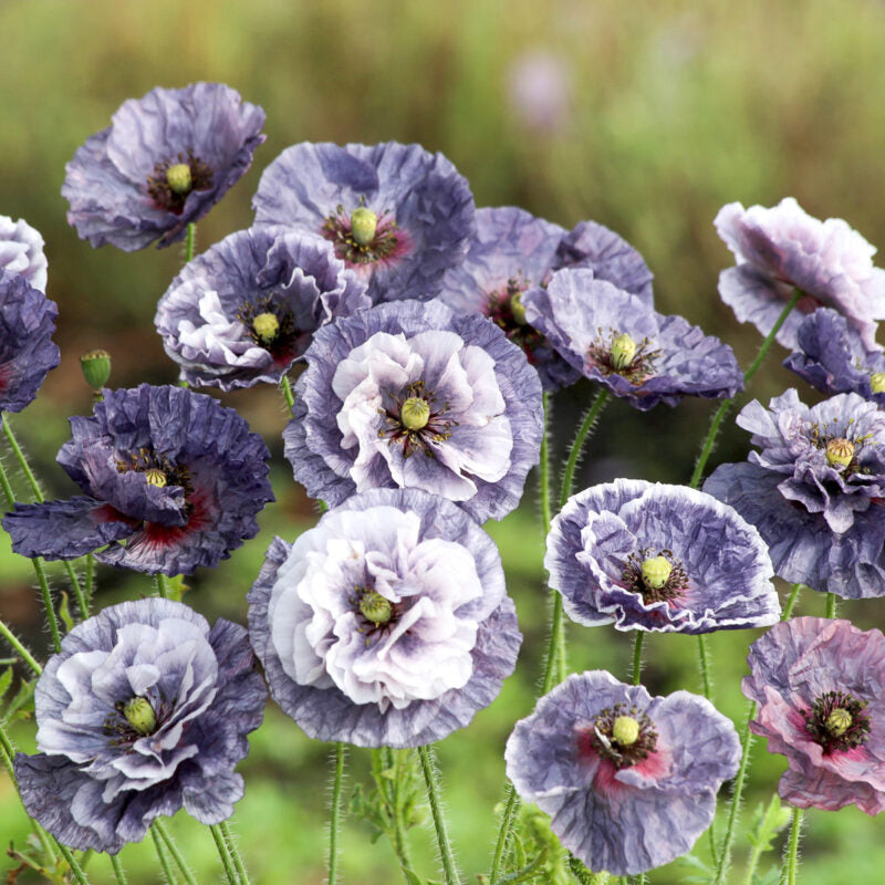 Ein Büschel gekräuselter Mohnblüten von Jora Dahl | Papaver rhoeas 'Amazing Grey' (Klatschmohn) mit grünen Stielen und Samenkapseln blüht in einem Garten mit weichem Fokus - eine elegante Präsentation von Jora Dahl.