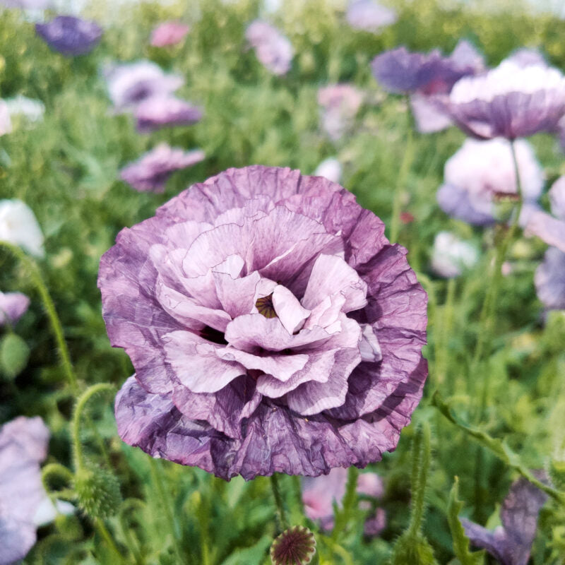 Eine Nahaufnahme von Jora Dahl | Papaver rhoeas 'Amazing Grey' (Klatschmohn) in voller Blüte, die ihre zarten, gekräuselten Blütenblätter vor einem verschwommenen grünen Hintergrund mit anderen violetten Klatschmohns zeigt.