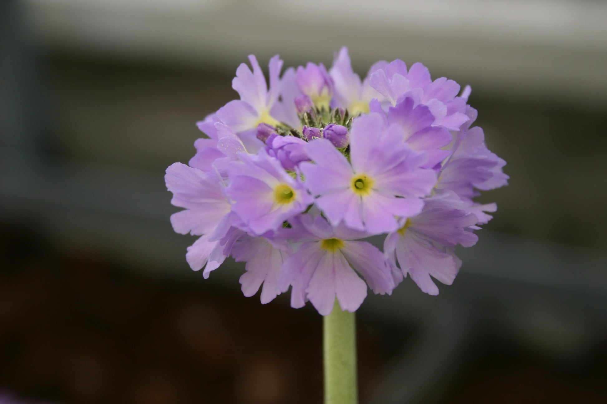 Ein Büschel hellvioletter Blüten mit gelber Mitte blüht an einem grünen Stiel in der Königlichen Gartenakademie. Entdecken Sie Gartenaufgaben für den März in der Veranstaltung "Mi. 04.03.2026 | 15.00-16.30 Uhr RUNDGANG Was zu tun ist im Garten im März." Der unscharfe Hintergrund verstärkt den Fokus.