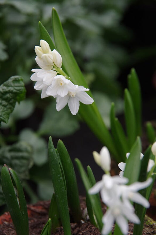 Ein Büschel Puschkinia scilloides var. libanotica Alba Weiße Puschkinie von Weijers, mit weißen Blüten und langen grünen Blättern, erhebt sich aus dem Boden vor verschwommenem Laub. Diese zarten Blüten blühen wunderschön von März bis April.