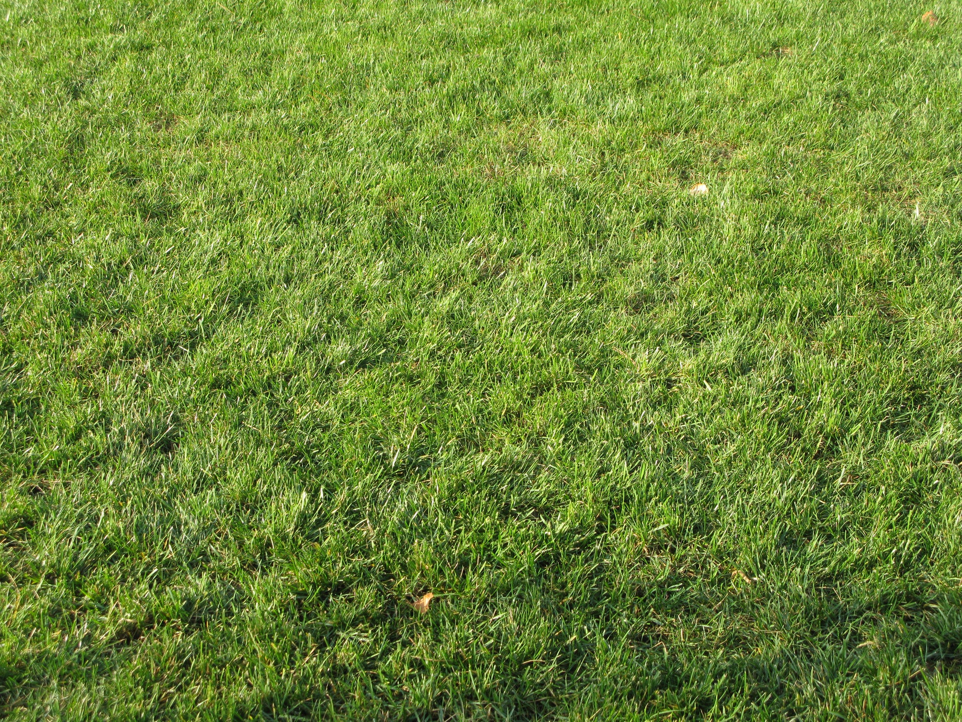 Eine Nahaufnahme von saftig grünem Gras veranschaulicht den idealen Rasen, den Sie erreichen können - lernen Sie bei Thea Carlins "Sa. 28.03.2026 | 10.00-12.00 WORKSHOP: Haben sie schon Rasen oder immer noch Gras?.