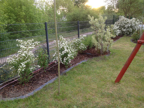 Weiß blühende Sträucher säumen einen schwarzen Metallzaun in einem Garten mit grünen Traumrasen, dahinter Bäume. Am rechten Rand steht eine Holzkonstruktion. Vorgestellt: Thea Carlins WORKSHOP "Haben sie schon Rasen oder immer noch Gras?" am 28.03.2026, 10-12h.