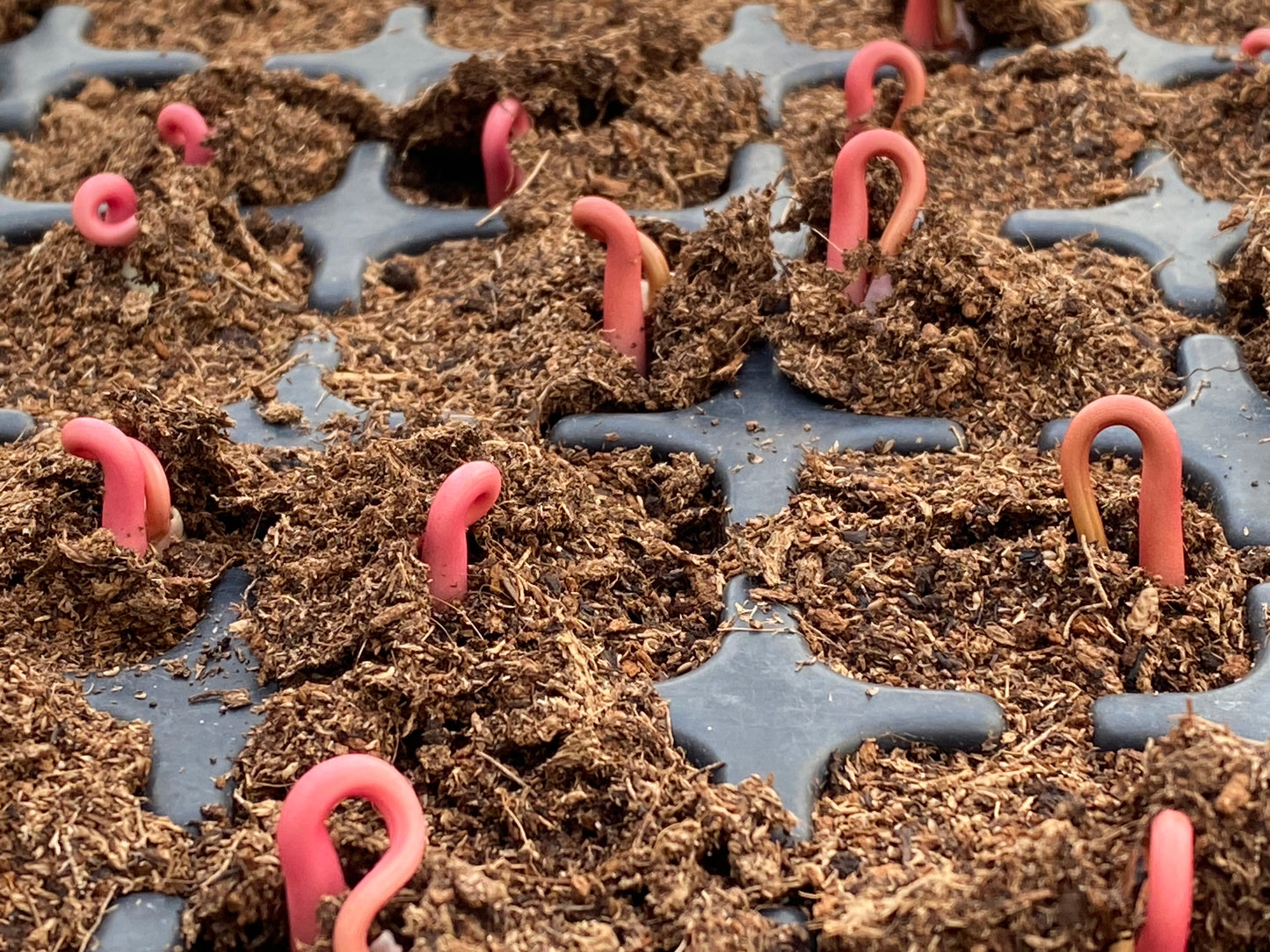 Nahaufnahme von rosa Sämlingen, die in einer schwarzen Saatschale sprießen - ideal für den WORKSHOP "Aus eigener Anzucht: selbst Pflanzen vermehren" von Dr. Cathrine Thorpe am Sa. 21.03.2026, 14:00-16:00, ideal für alle, die sich für die Vermehrung interessieren.