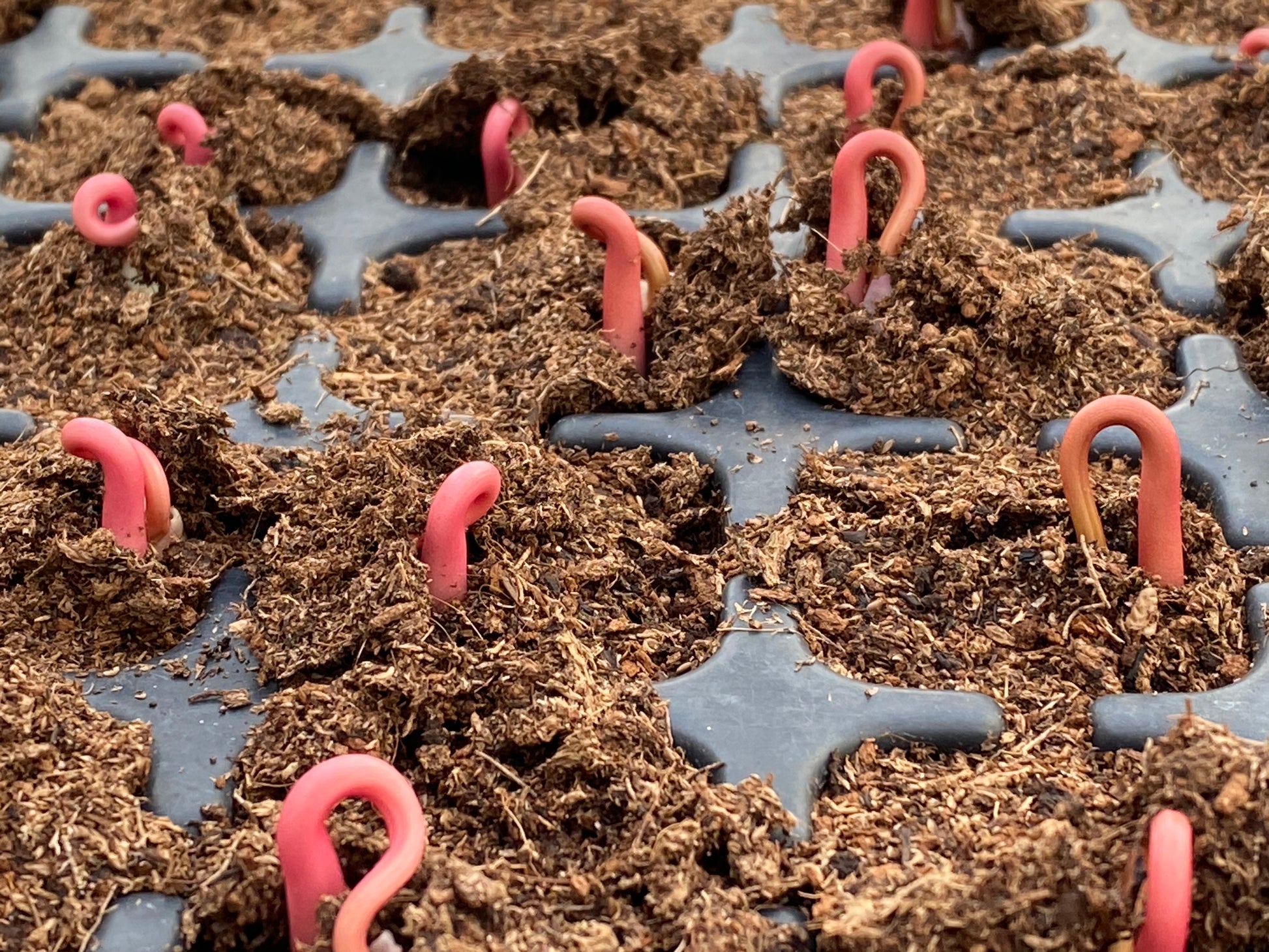 Nahaufnahme von rosa Sämlingen, die in einer schwarzen Saatschale sprießen - ideal für den WORKSHOP "Aus eigener Anzucht: selbst Pflanzen vermehren" von Dr. Cathrine Thorpe am Sa. 21.03.2026, 14:00-16:00, ideal für alle, die sich für die Vermehrung interessieren.