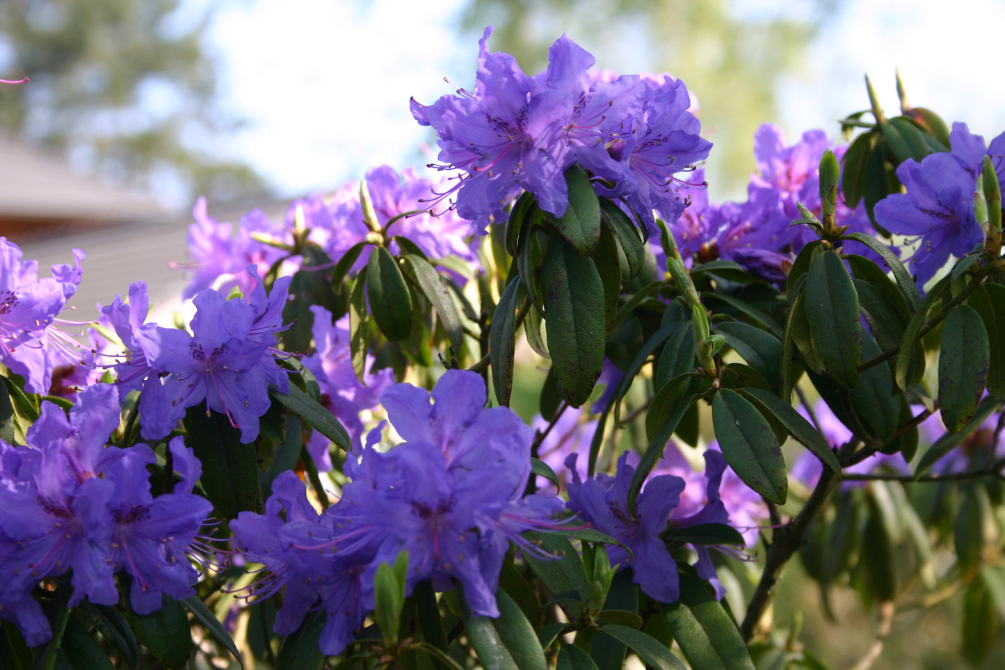 Nahaufnahme von leuchtend violetten Rhododendronblüten und grünen Blättern in der Königlichen Gartenakademie während der "Mi. 18.03.2026 | 16.00-17.00 ABENDLICHTFÜHRUNG Die frühen Gartenschätze".