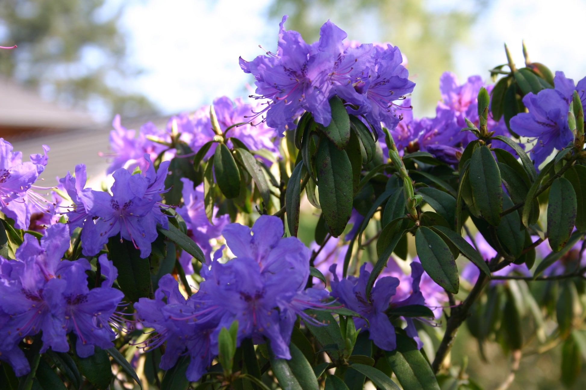 Nahaufnahme von leuchtend violetten Rhododendronblüten und grünen Blättern in der Königlichen Gartenakademie während der "Mi. 18.03.2026 | 16.00-17.00 ABENDLICHTFÜHRUNG Die frühen Gartenschätze".