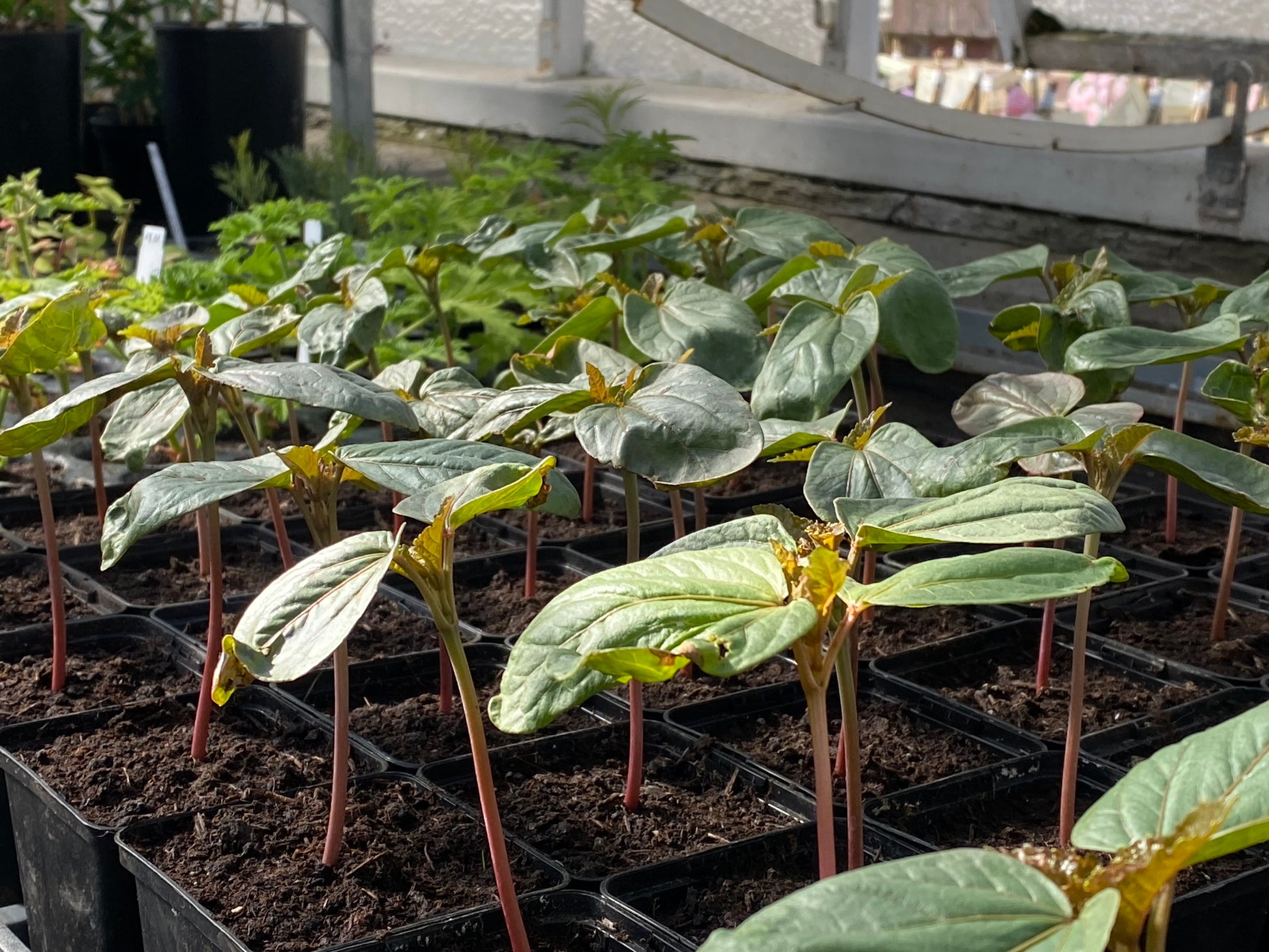 Junge Sämlinge mit breiten grünen Blättern und rötlichen Stängeln wachsen in kleinen Töpfen - ideal als Inspiration für Ihre Frühjahrsgärtnerei! Besuchen Sie unseren GARTENTALK am 14.03.2026, 11:00-12:30 in der Königlichen Gartenakademie mit Dr. Van Groeningen, Gabriella Pape & Horst Mager.