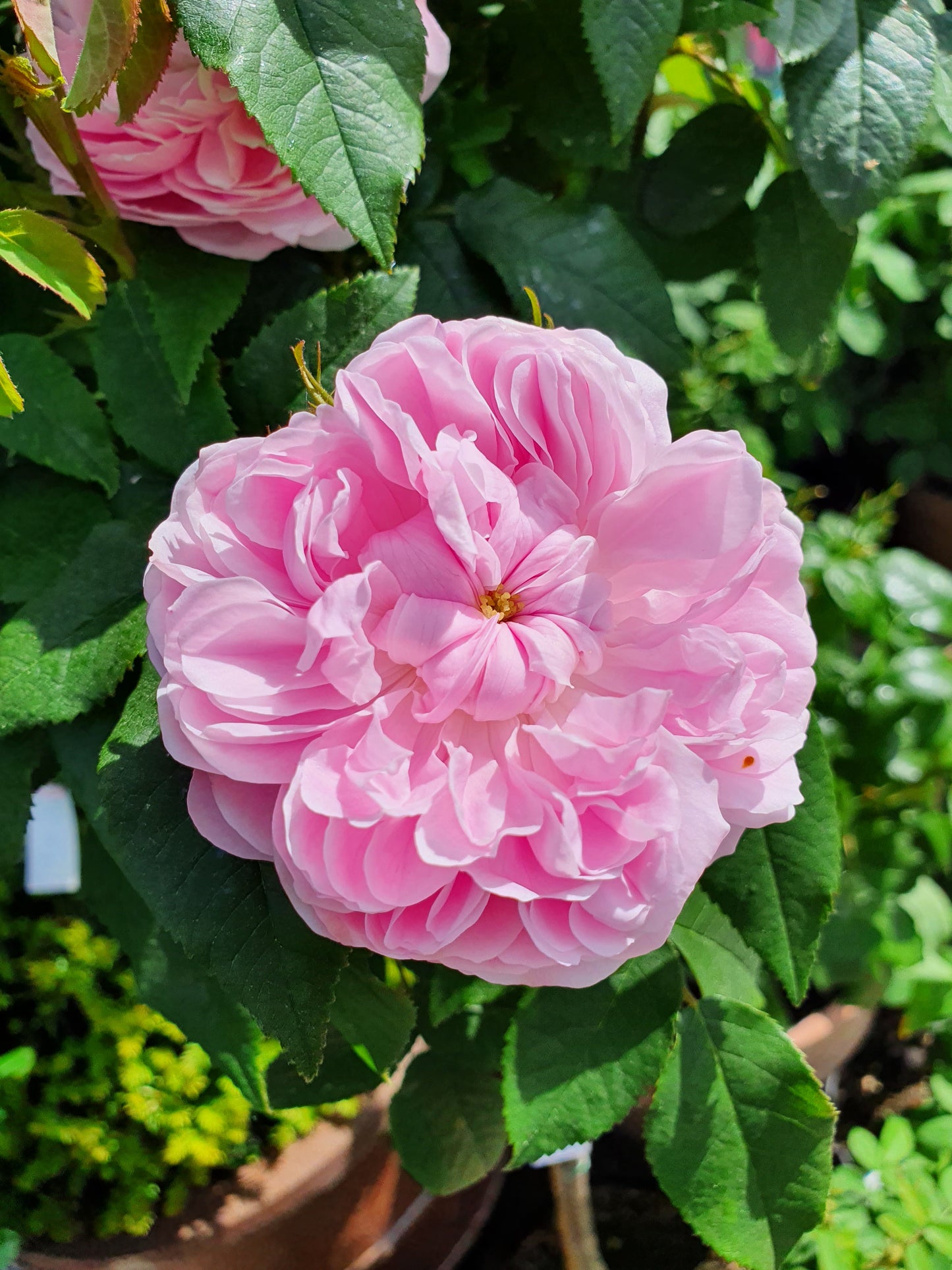 Eine Nahaufnahme einer rosa Rose in voller Blüte zwischen grünen Blättern fängt die Essenz der Sinnlichen Düfte in Astrid Torrens' WORKSHOP "Sinnliche Düfte NEU" am Di. 03.02.2026, 10:00-12:00 Uhr.