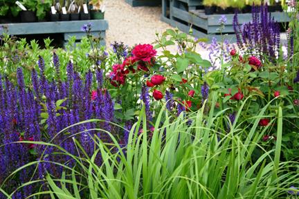 Ein farbenfroher Garten mit violetten Blumen, roten Rosen und Ziergräsern hebt die Gemischte Rabatte aus Dr. Isabelle Van Groeningens Halbtageskurs (28.03.2026) hervor. Im Hintergrund sind Topfpflanzen und Regale der Gartenschule zu sehen.