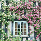 Kletterrosen in Rosa und Creme schmücken ein Cottage-Fenster mit schwarz-weiß gestreiften Wänden und erinnern an die klassische englische Gartenkunst in "Gärtnern wie Gott in England" vom Callwey Verlag.