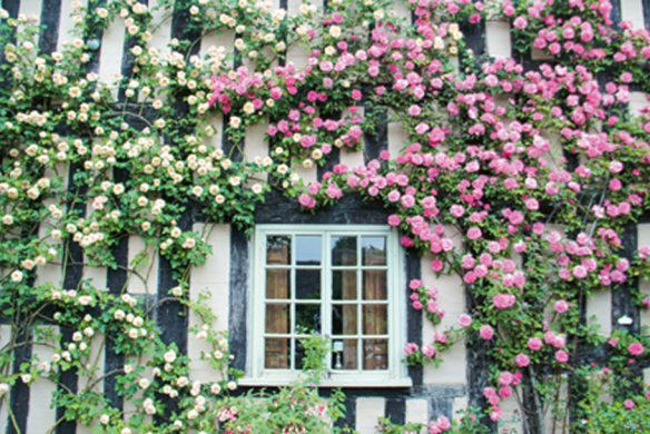 Kletterrosen in Rosa und Creme schmücken ein Cottage-Fenster mit schwarz-weiß gestreiften Wänden und erinnern an die klassische englische Gartenkunst in "Gärtnern wie Gott in England" vom Callwey Verlag.
