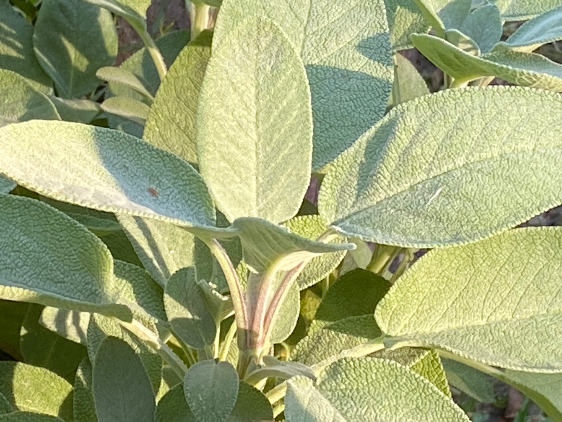 Nahaufnahme von Salbeiblättern im Sonnenlicht, die ihre ovale Form und weiche Textur zeigen - eine perfekte Inspiration für die Astrid Torrens "Di. 03.02.2026 | 10.00-12.00 WORKSHOP Sinnliche Düfte NEU" über Duftpflanzen und sinnliche Düfte.