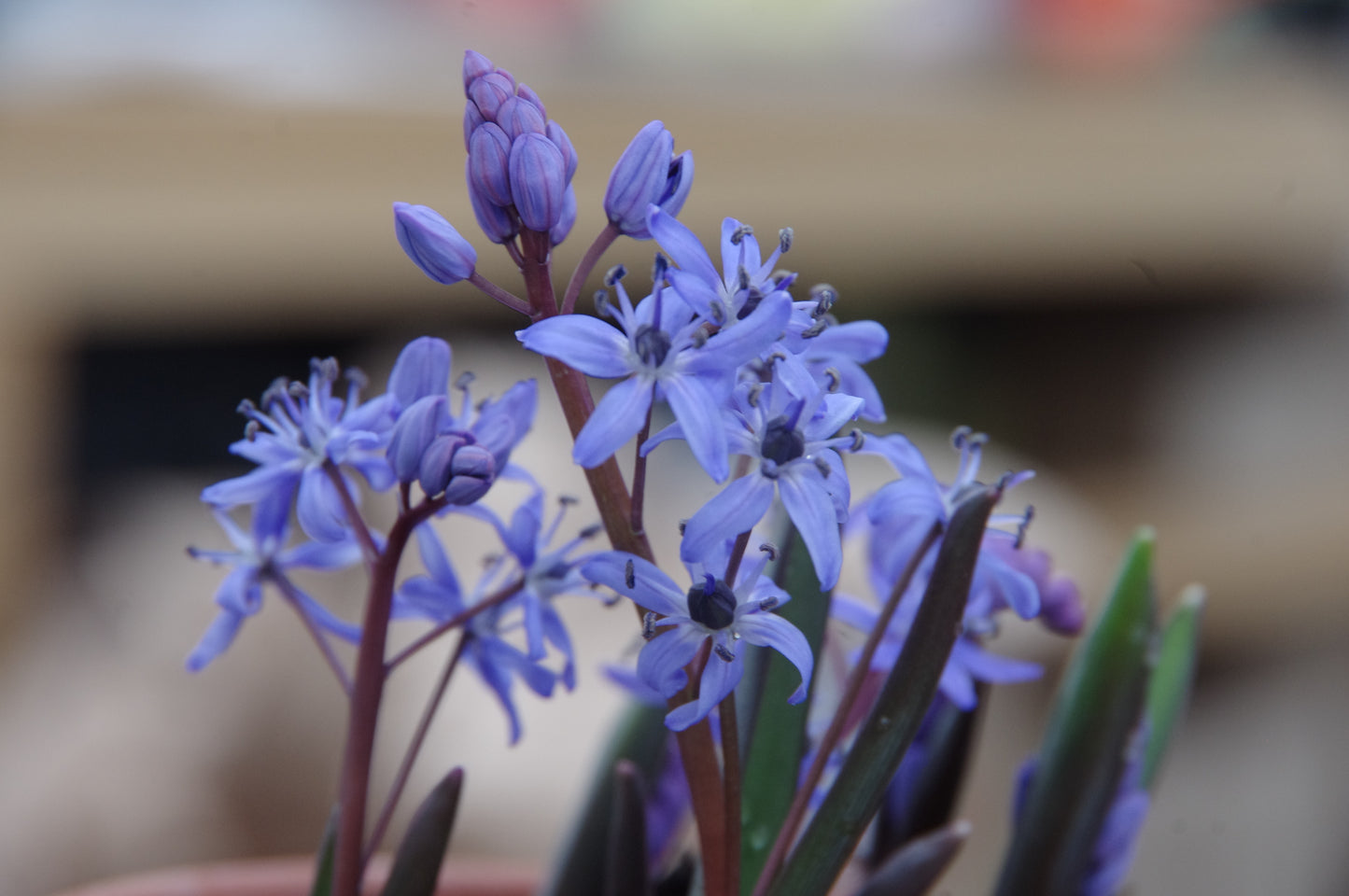 Nahaufnahme von zart violett-blauen, sternförmigen Blüten mit dunkler Mitte und ungeöffneten Knospen, aufgenommen in der Königlichen Gartenakademie während der "Mi. 18.03.2026 | 16.00-17.00 ABENDLICHTFÜHRUNG Die frühen Gartenschätze".