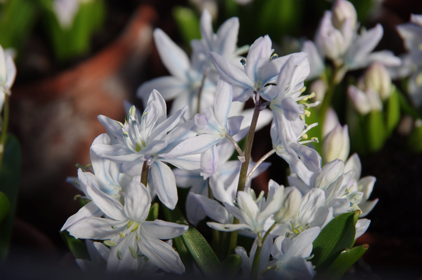Nahaufnahme von zarten lila-weißen Blüten und grünen Blättern, die im Sonnenlicht in der Königlichen Gartenakademie blühen, fotografiert während der "Mi. 18.03.2026 | 16.00-17.00 ABENDLICHTFÜHRUNG Die frühen Gartenschätze".