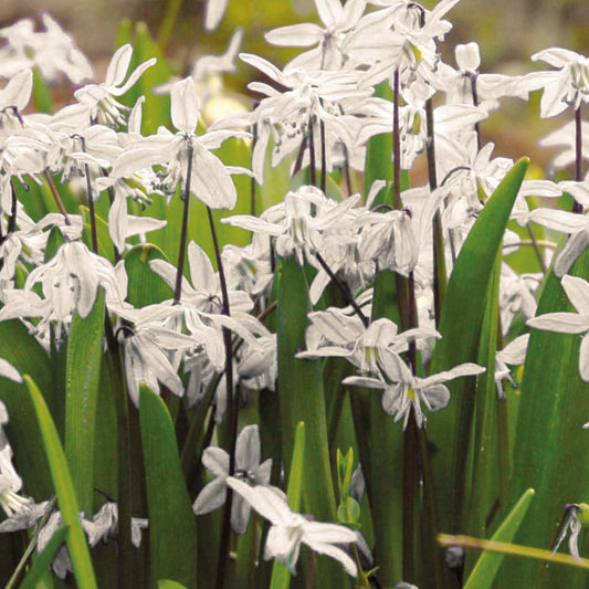 Das Scilla siberica 'Alba' Weißes Blausternchen von Weijers zeigt zarte weiße Blüten und lange grüne Blätter, die im Freien zwischen März und April erblühen. Der unscharfe Hintergrund betont die frische Frühlingsatmosphäre.