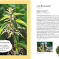 Auf der linken Seite zeigt eine Nahaufnahme die gezackten Blätter und Blüten der Brennnessel. Rechts wird der Gartenführer Wildkrautampel aus dem Kosmos Verlag und seine Verwendung in der Selbstversorgung vorgestellt, mit Abbildungen von Blättern und Samen.