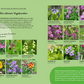 Der Gartenratgeber Wildkrautampel aus dem Kosmos Verlag zeigt in einer Tabelle mit Fotos und deutschem Text Pflanzen wie Akelie, Gelber Sonnenhut, Glockenblume, Oregano und mehr - und gibt Tipps für die Selbstversorgung mit Insekten.