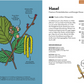 Illustration eines Haselzweigs mit beschriftetem Blatt, weiblichen Blüten, männlichen Kätzchen und Nüssen in der Schale. Aus "Wilde Pflanzen essen" vom Kosmos Verlag - der deutsche Text erklärt die Verwendung der Haselnuss, den Energiewert und Küchentipps. Die Nuss ist auf einem Zahnstocher abgebildet.