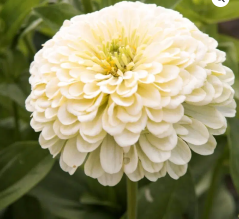 Eine Nahaufnahme von Jora Dahl | Zinnia elegans 'Isabellina', einer blühenden weißen Zinnie mit mehrschichtigen Blütenblättern, umgeben von grünen Blättern und der leuchtenden essbaren Blüten Kapuzinerkresse (Tropaeolum majus) von Jora Dahl.