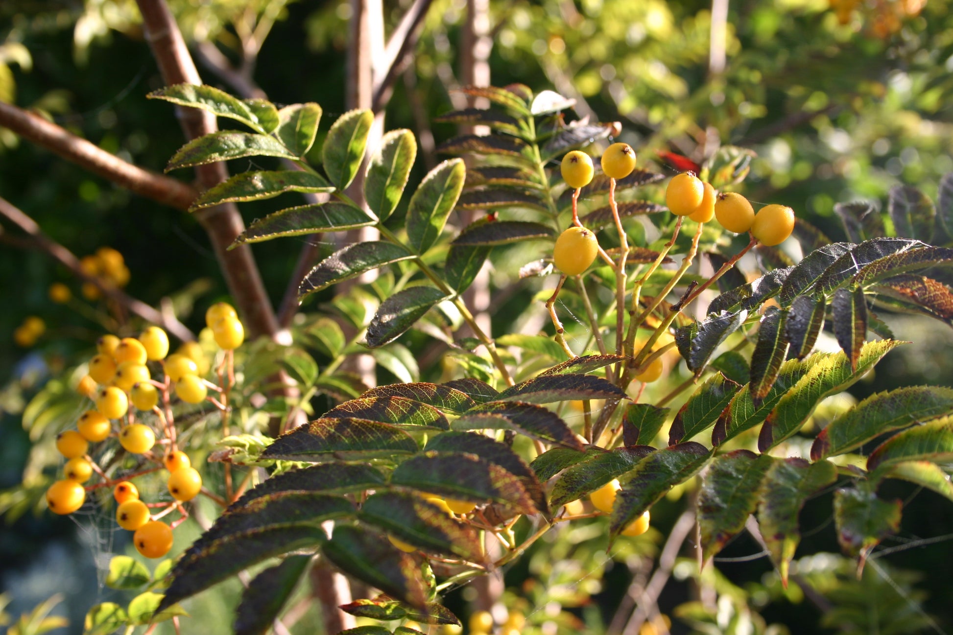 Nahaufnahme von grünen Blättern und gelben Beerenbüscheln im Sonnenlicht - sie veranschaulichen, wie einheimische Pflanzen die Biodiversität fördern und Vogelschutzhecken unterstützen, wie sie in Luciano Lims Sa. 14.03.2026 Halbtageskurs "Biodiversität fördern - Vogelschutzhecken.