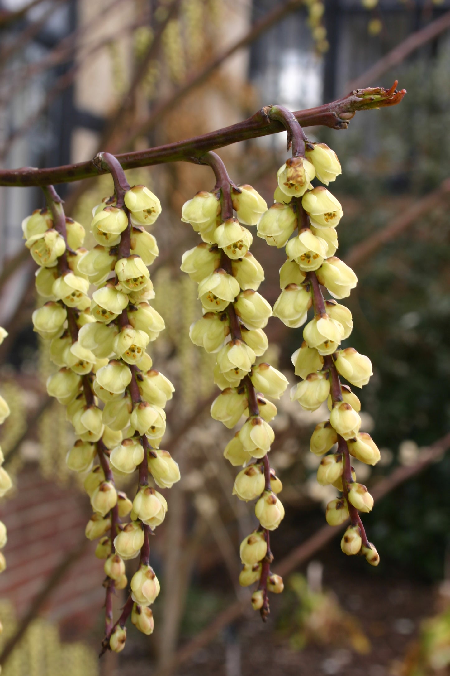 Nahaufnahme von Büscheln hellgelber, glockenförmiger Blüten - eine ideale Inspiration für Ihr Gartenjahr beim RUNDGANG "Was zu tun ist im Garten im März" am Mi. 04.03.2026, 15:00-16:30 mit der Königlichen Gartenakademie.