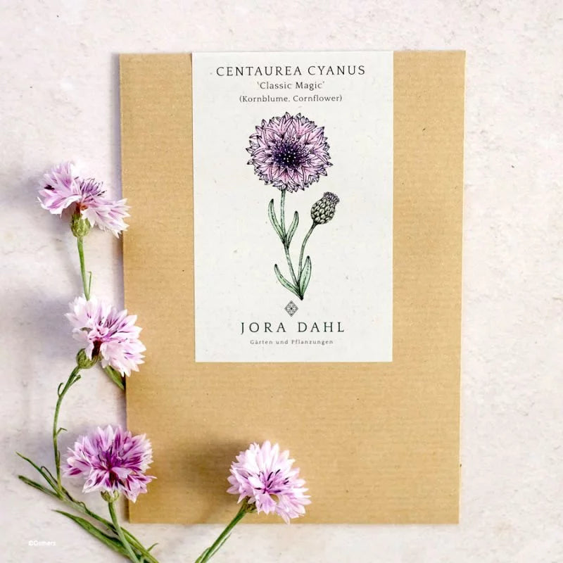 Ein braunes Päckchen von Jora Dahl | Centaurea 'Classic Magic' (Kornblume) ist mit einer lila Kornblumen-Illustration abgebildet. Frische fliederfarbene, weiße und schwarze Blüten von Jora Dahl sind daneben auf einer hellen Fläche angeordnet.