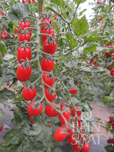Eine Traube glänzender, ovaler ReinSaat - Tomate 'Donatellina' von Reinsaat hängt an einem üppig grünen Rebstock. Die reifen, roten Tomaten stehen dicht gedrängt, wobei der Boden darunter etwas sichtbar ist. Diese Tomaten sind resistent gegen das Tomatenmosaikvirus.