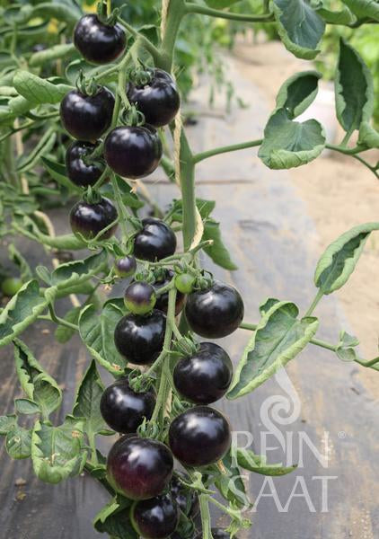 Eine Traube reifer, dunkelblau-violetter ReinSaat - Salattomate 'Indigo Rose' wächst an einer Rebe mit grünen Blättern in einem Gewächshaus oder Garten. Das Logo der Marke Reinsaat erscheint in der unteren rechten Ecke.
