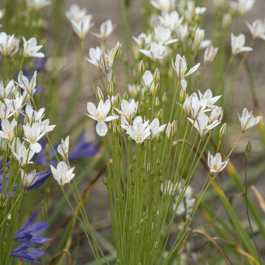 Ein Büschel schlanker, grüner Stängel mit weißen, sternförmigen Blüten von Triteleia laxa 'Silver Queen' Frühlingsstern by Weijers, mit einigen lila Blüten im Hintergrund, erinnert an den Charme einer Wildblumenwiese.